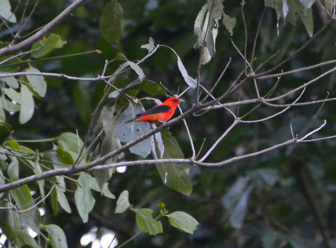 Scarlet tanager - Piranga olivacea Area of fields and forest between La Fortuna and Cerro Chato, Costa Rica. Costa Rica,Geotagged,Piranga olivacea,Scarlet tanager,Spring