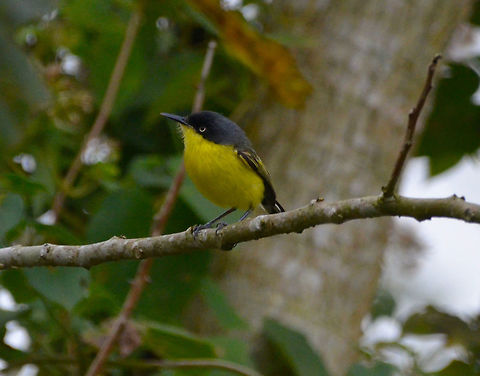 Common tody-flycatcher - Todirostrum cinereum Area of fields and forest between La Fortuna and Cerro Chato, Costa Rica. Common tody-flycatcher,Costa Rica,Geotagged,Spring,Todirostrum cinereum
