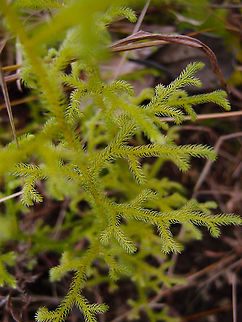 Stag's-horn Clubmoss - Lycopodium clavatum Area of fields and forest between La Fortuna and Cerro Chato, Costa Rica. Costa Rica,Geotagged,Lycopodium clavatum,Spring,Stag's-horn Clubmoss