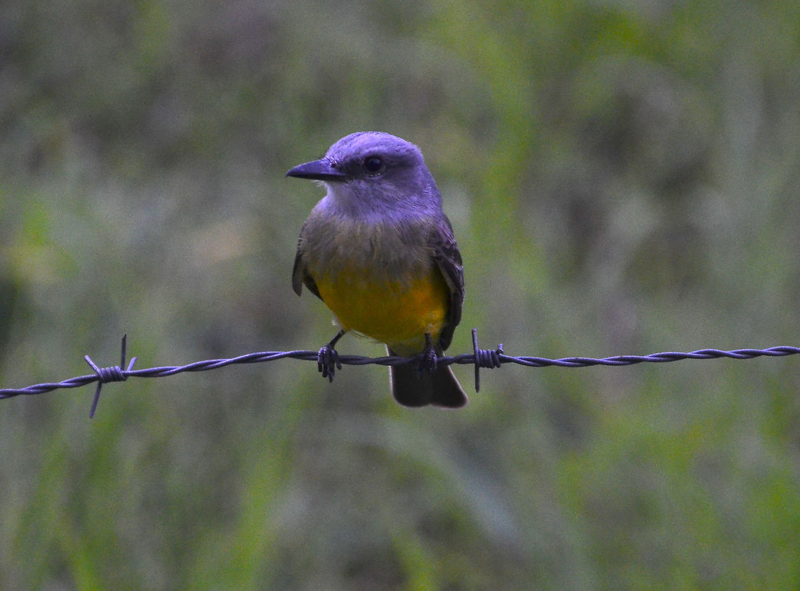 Tropical Kingbird - Tyrannus melancholicus Road between La Fortuna and Cerro Chato, Costa Rica. Costa Rica,Geotagged,Spring,Tropical Kingbird,Tyrannus melancholicus