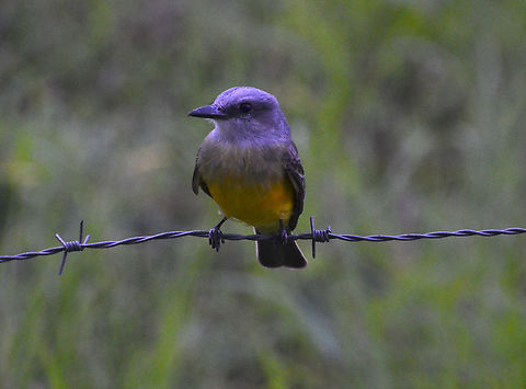 Tropical Kingbird - Tyrannus melancholicus Road between La Fortuna and Cerro Chato, Costa Rica. Costa Rica,Geotagged,Spring,Tropical Kingbird,Tyrannus melancholicus