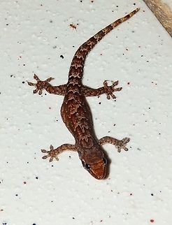 Mourning Gecko