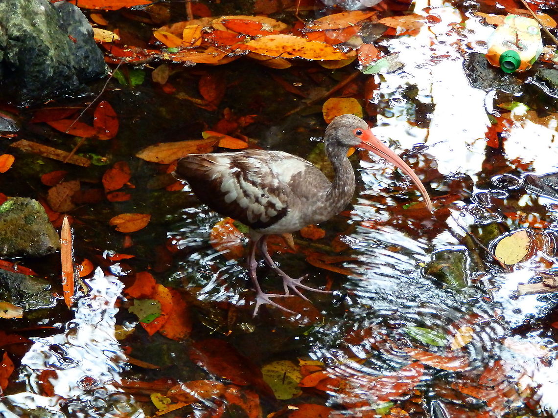 American White Ibis - Eudocimus albus (juvenile) Seen out of national park, Manuel Antonio, Costa Rica. American White Ibis,Costa Rica,Eudocimus albus,Geotagged,Spring