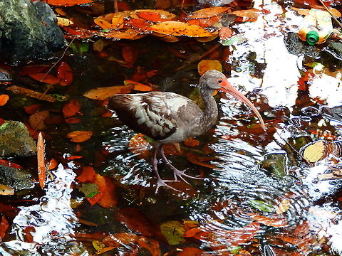 American White Ibis - Eudocimus albus (juvenile) Seen out of national park, Manuel Antonio, Costa Rica. American White Ibis,Costa Rica,Eudocimus albus,Geotagged,Spring