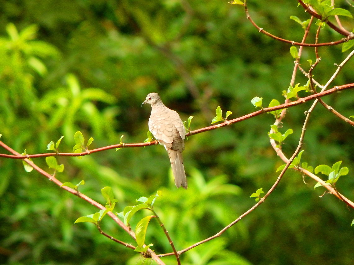 Inca Dove - Columbina inca Manuel Antonio, Costa Rica. Columbina inca,Costa Rica,Geotagged,Inca dove,Spring