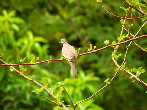 Inca Dove - Columbina inca Manuel Antonio, Costa Rica. Columbina inca,Costa Rica,Geotagged,Inca dove,Spring