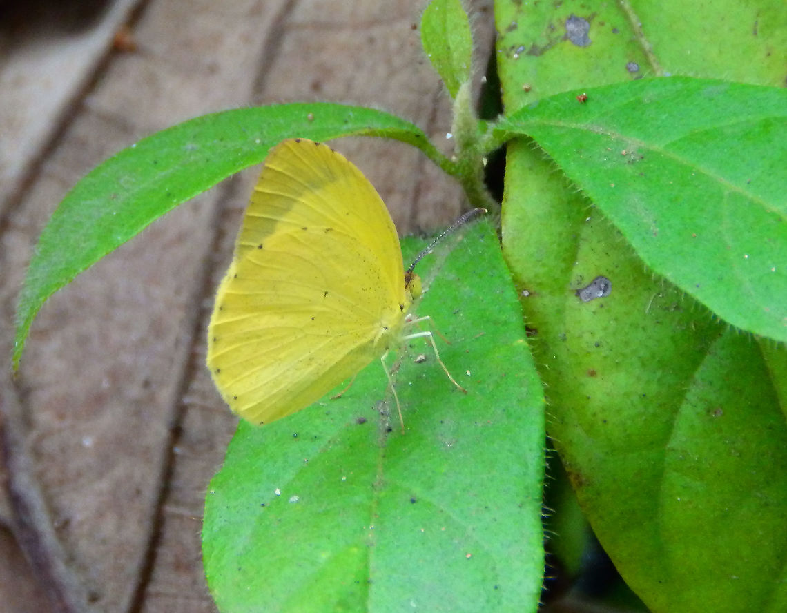 Mimosa yellow - Pyrisitia nise nephe Manuel Antonio, Costa Rica. Costa Rica,Geotagged,Mimosa yellow,Pyrisitia nise,Spring