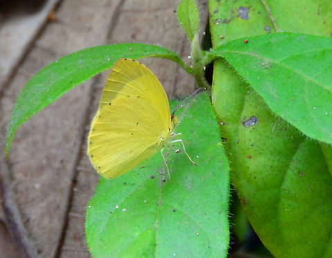 Mimosa yellow - Pyrisitia nise nephe Manuel Antonio, Costa Rica. Costa Rica,Geotagged,Mimosa yellow,Pyrisitia nise,Spring