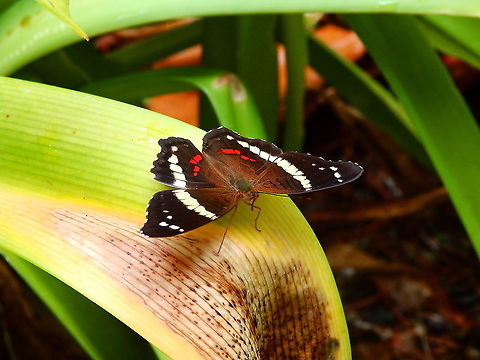 Banded Peacock - Anartia fatima Manuel Antonio, Costa Rica. Anartia fatima,Banded Peacock,Costa Rica,Geotagged,Spring