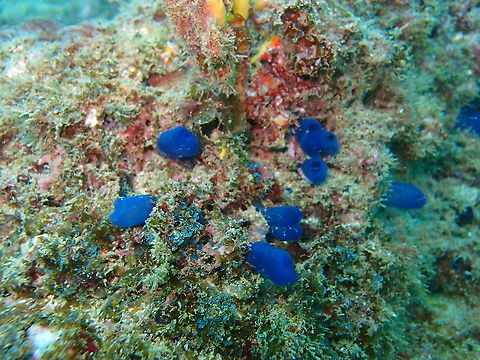 Rhopalaea birkelandi Dive sites near Manuel Antonio, Costa Rica. Birkeland Rhopalaea,Costa Rica,Geotagged,Rhopalaea birkelandi,Spring