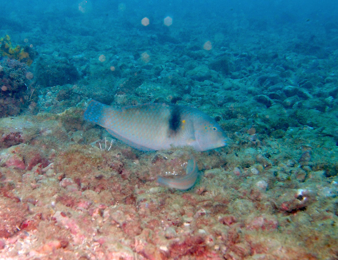 Spinster wrasse - Halichoeres nicholsi Manuel Antonio dive sites, Costa Rica. Costa Rica,Geotagged,Halichoeres nicholsi,Spinster wrasse,Spring