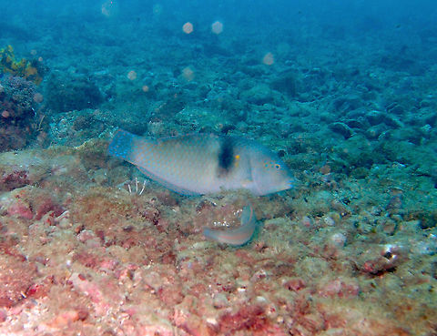 Spinster wrasse - Halichoeres nicholsi Manuel Antonio dive sites, Costa Rica. Costa Rica,Geotagged,Halichoeres nicholsi,Spinster wrasse,Spring