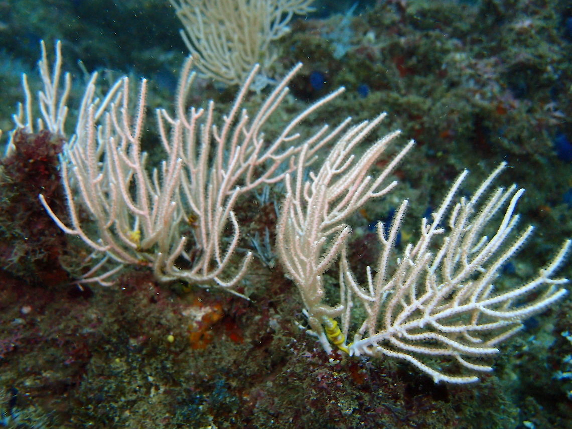 White Fan Coral - Leptogorgia alba Found in dive sites near Manuel Antonio, Costa Rica. Costa Rica,Geotagged,Leptogorgia alba,Spring,White Fan Coral