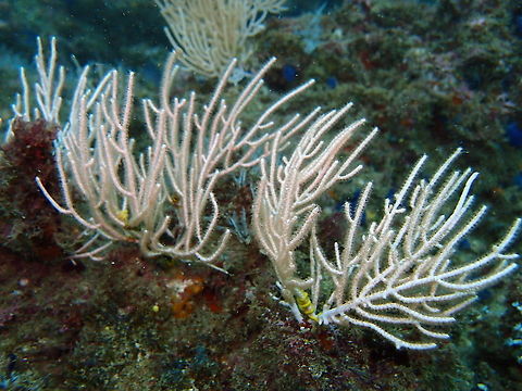 White Fan Coral - Leptogorgia alba Found in dive sites near Manuel Antonio, Costa Rica. Costa Rica,Geotagged,Leptogorgia alba,Spring,White Fan Coral