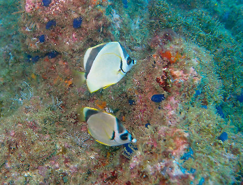 Barberfish - Johnrandallia nigrirostris Found in dive sites near Manuel Antonio, Costa Rica. Barberfish,Costa Rica,Geotagged,Johnrandallia nigrirostris,Spring