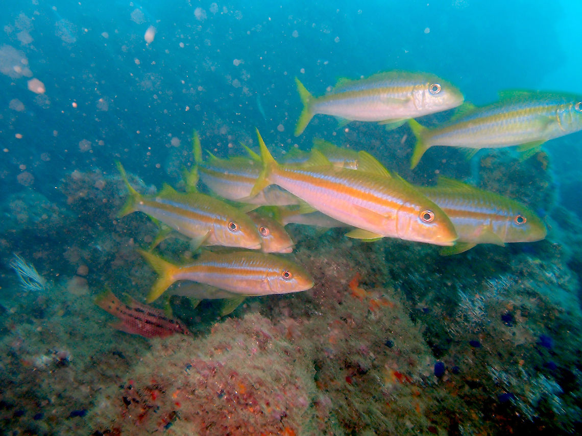 Mexican Goatfish - Mulloidichthys dentatus Found in dive sites near Manuel Antonio, Costa Rica. Costa Rica,Geotagged,Mexican Goatfish,Mulloidichthys dentatus,Spring