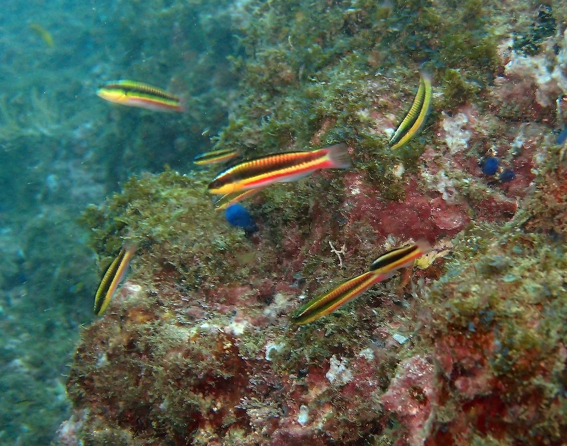 Cortez rainbow wrasse - Thalassoma lucasanum (juveniles) Found in dive sites near Manuel Antonio, Costa Rica.  Cortez rainbow wrasse,Costa Rica,Geotagged,Spring,Thalassoma lucasanum