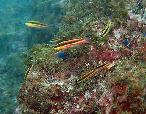 Cortez rainbow wrasse - Thalassoma lucasanum (juveniles) Found in dive sites near Manuel Antonio, Costa Rica.  Cortez rainbow wrasse,Costa Rica,Geotagged,Spring,Thalassoma lucasanum