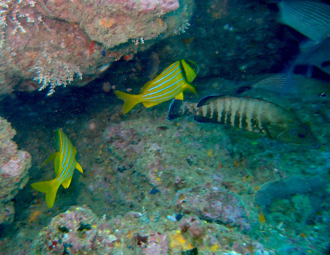 Panama Porkfish - Anisotremus taeniatus It is the two yellow fishes in the left. The right hand side one is Cephalopolis panamensis.<br />
Found in dive sites near Manuel Antonio, Costa Rica. Anisotremus taeniatus,Costa Rica,Geotagged,Panama Porkfish,Spring
