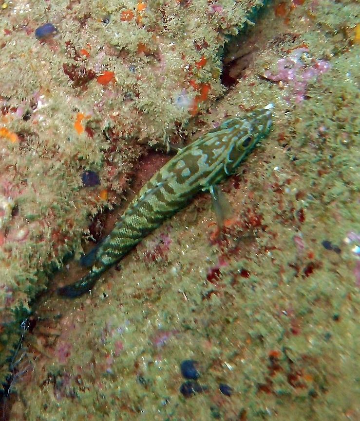 Cephalopholis panamensis (juvenile) Found in dive sites near Manuel Antonio, Costa Rica. Cephalopholis panamensis,Cephalopolis panamensis,Costa Rica,Geotagged,Spring