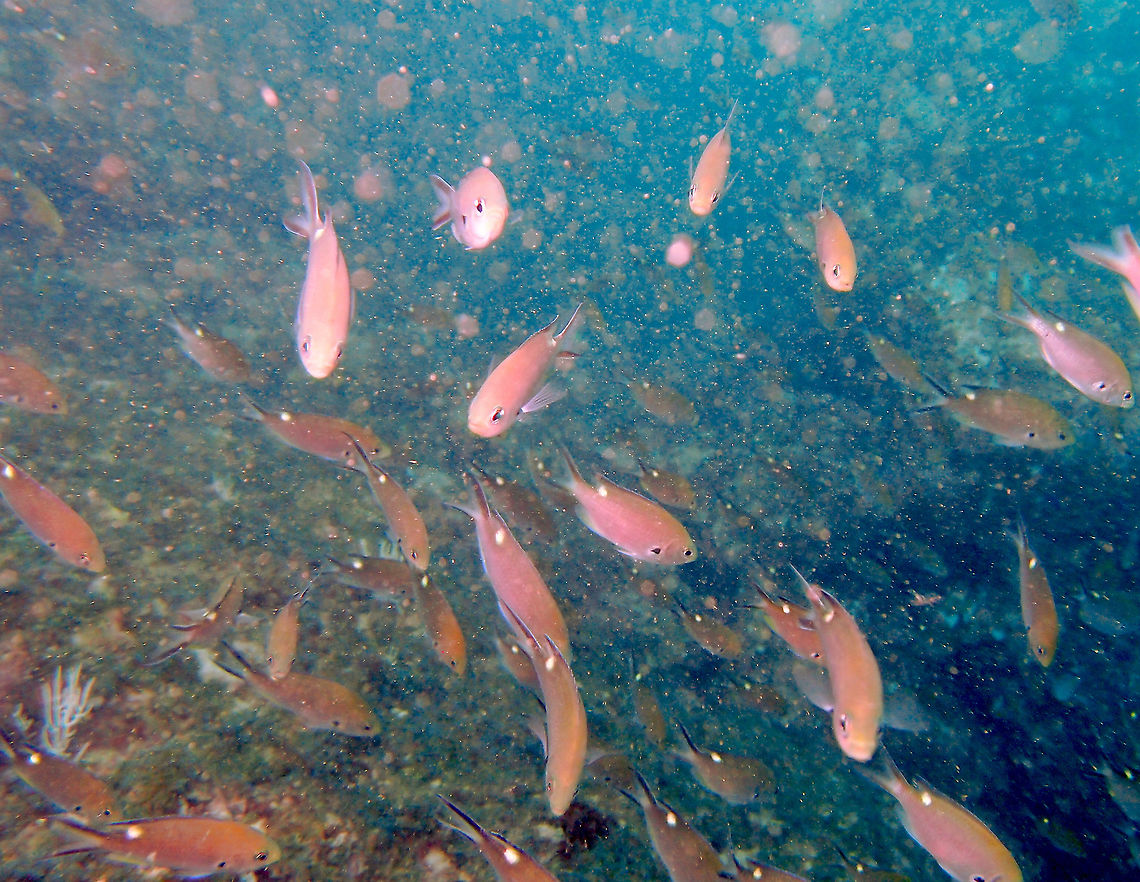 Scissortail damselfish - Chromis atrilobata Found in dive sites near Manuel Antonio, Costa Rica. Chromis atrilobata,Costa Rica,Geotagged,Scissortail damselfish,Spring