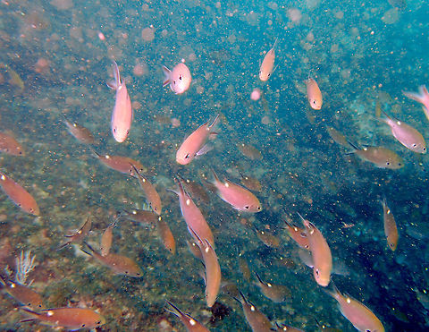 Scissortail damselfish - Chromis atrilobata Found in dive sites near Manuel Antonio, Costa Rica. Chromis atrilobata,Costa Rica,Geotagged,Scissortail damselfish,Spring
