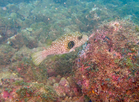 White-spotted puffer - Arothron hispidus Found on dive sites near Manuel Antonio, Costa Rica. Arothron hispidus,Costa Rica,Geotagged,Spring,White-spotted puffer