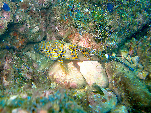 Cirrhitus rivulatus Found in dive sites near Manuel Antonio, Costa Rica. Cirrhitus rivulatus,Costa Rica,Geotagged,Giant hawkfish,Spring