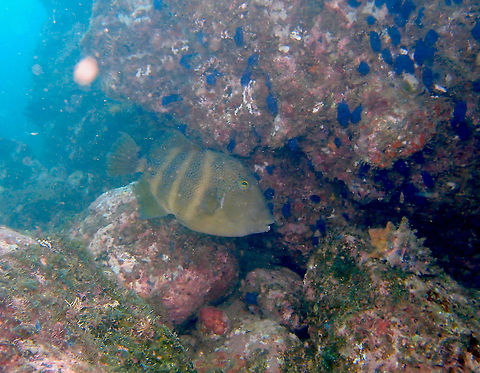 Stone triggerfish  - Pseudobalistes naufragium Found in dive sites near Manuel Antonio, Costa Rica. Costa Rica,Geotagged,Pseudobalistes naufragium,Spring,Stone triggerfish
