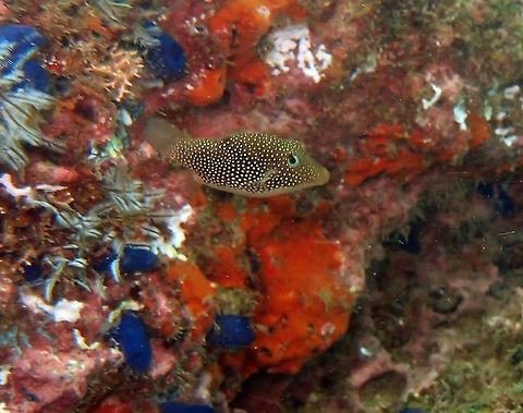 Spotted sharpnose-puffer - Canthigaster punctatissima Found in dive sites near Manuel Antonio, Costa Rica. Canthigaster punctatissima,Costa Rica,Geotagged,Spotted sharpnose-puffer,Spring