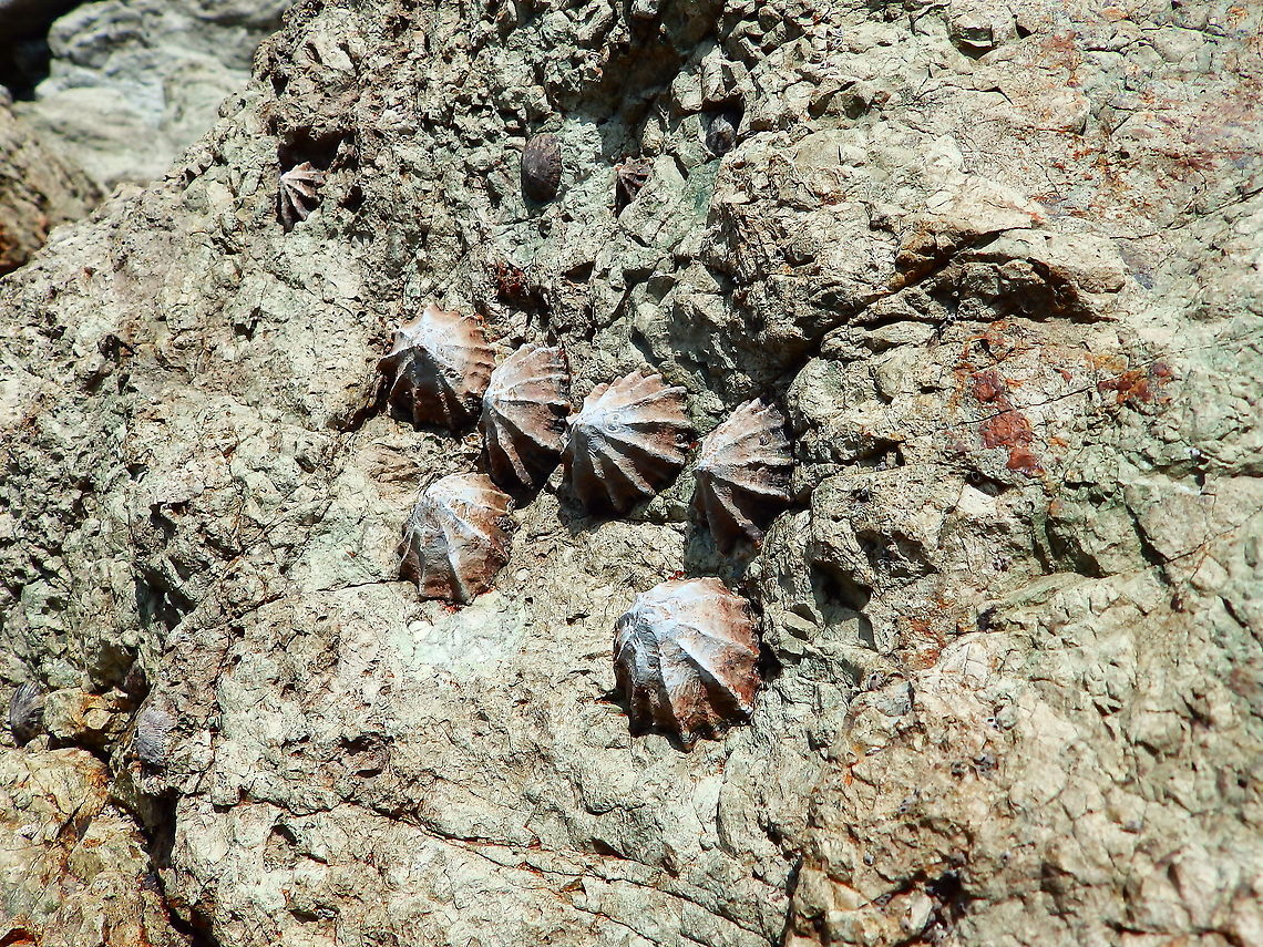 Giant False Limpet - Siphonaria gigas Manuel Antonio NP Beach, Costa Rica. Costa Rica,Geotagged,Siphonaria gigas,Spring