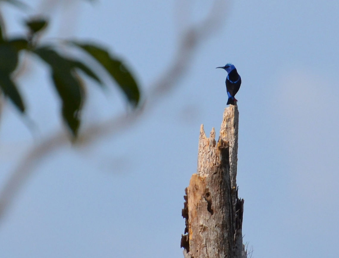 Red-legged honeycreeper -Cyanerpes cyaneus Manuel Antonio, Costa Rica. Costa Rica,Cyanerpes cyaneus,Geotagged,Red-legged honeycreeper,Spring
