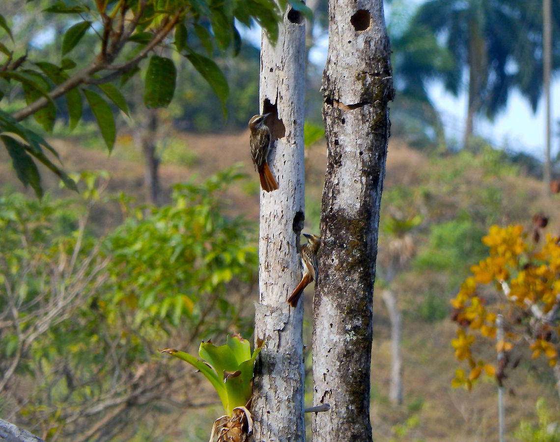 Streaked flycatcher - Myiodynastes maculatus Manuel Antonio, Costa Rica. Costa Rica,Geotagged,Myiodynastes maculatus,Spring,Streaked flycatcher