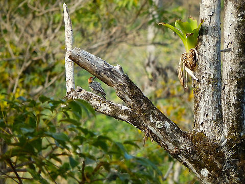 Hoffmann's woodpecker - Melanerpes hoffmannii Manuel Antonio, Costa Rica. Costa Rica,Geotagged,Hoffmann's woodpecker,Melanerpes hoffmannii,Spring