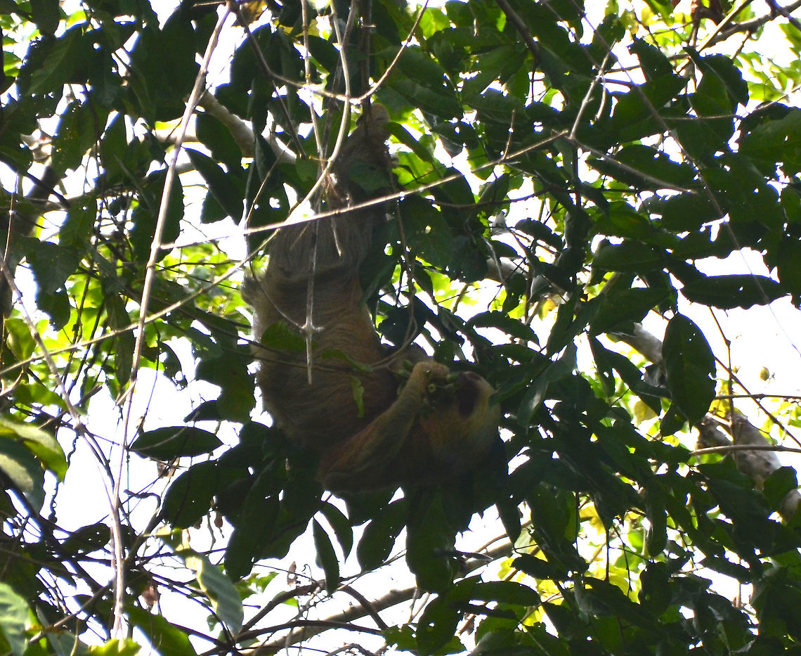Hoffmanns two-toed sloth - Choloepus hoffmanni Manuel Antonio NP, Costa Rica. Choloepus hoffmanni,Costa Rica,Geotagged,Hoffmanns two-toed sloth,Spring