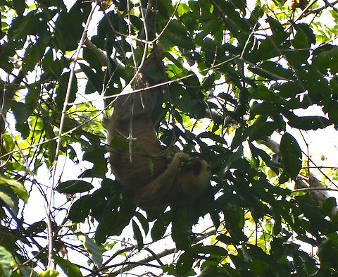 Hoffmanns two-toed sloth - Choloepus hoffmanni Manuel Antonio NP, Costa Rica. Choloepus hoffmanni,Costa Rica,Geotagged,Hoffmanns two-toed sloth,Spring