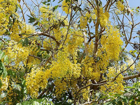 Golden Shower Tree - Cassia fistula Manuel Antonio, Costa Rica. Cassia fistula,Costa Rica,Geotagged,Spring