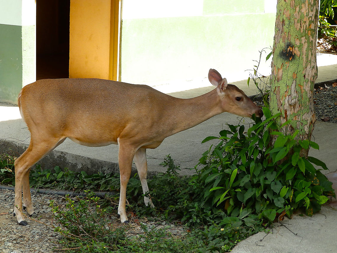 White-tailed deer - Odocoileus virginianus Manuel Antonio NP, Costa Rica. Costa Rica,Geotagged,Odocoileus virginianus,Spring,White-tailed deer