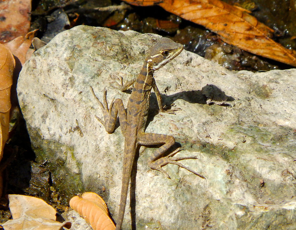 Common Basilisk - Basiliscus basiliscus (juvenile) Manuel Antonio NP, Costa Rica. Basiliscus basiliscus,Common Basilisk,Costa Rica,Geotagged,Spring