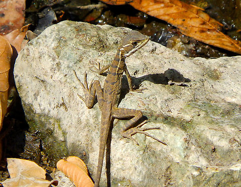 Common Basilisk - Basiliscus basiliscus (juvenile) Manuel Antonio NP, Costa Rica. Basiliscus basiliscus,Common Basilisk,Costa Rica,Geotagged,Spring