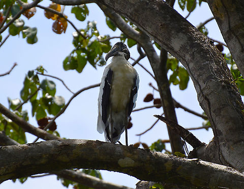 Wood stork - Mycteria americana Manuel Antonio NP, Costa Rica. Costa Rica,Geotagged,Mycteria americana,Spring,Wood stork