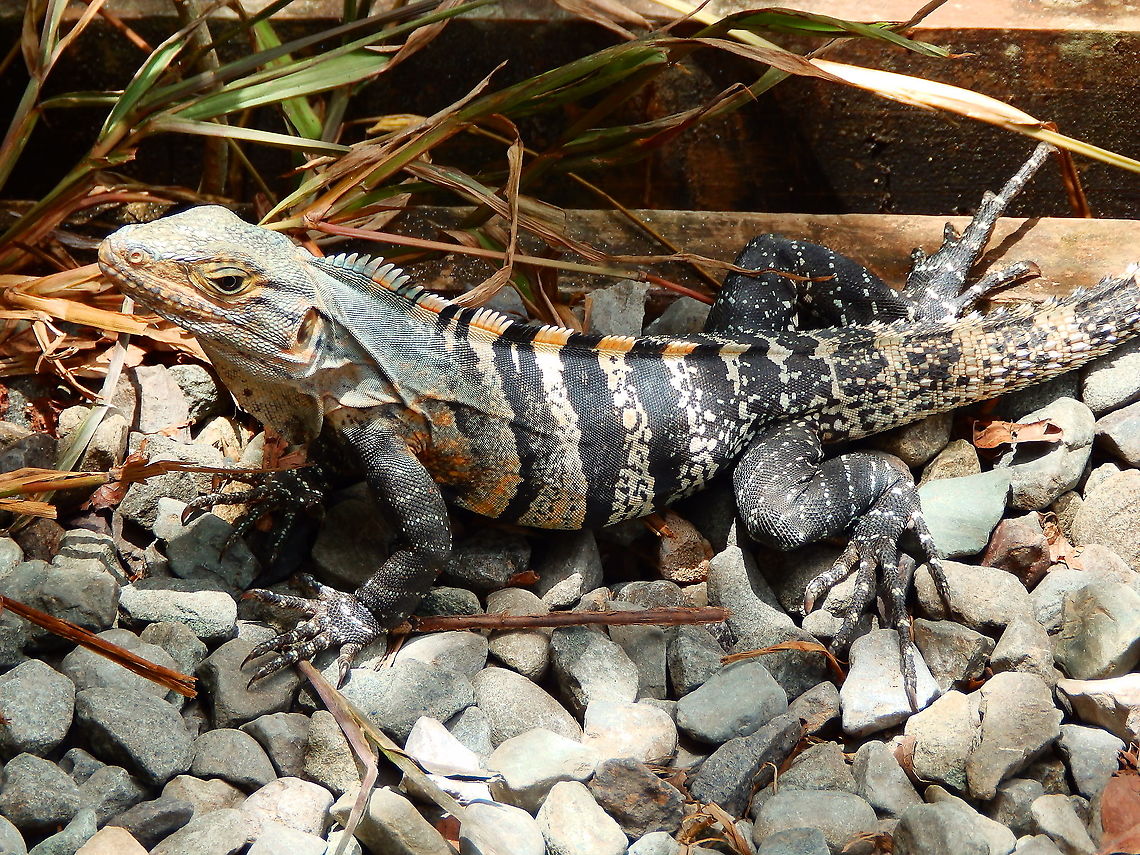 Black spiny-tailed iguana - Ctenosauria similis Manuel Antonio NP, Costa Rica. Costa Rica,Ctenosaura similis,Ctenosauria similis,Geotagged,Spring