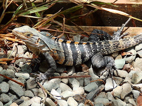 Black spiny-tailed iguana - Ctenosauria similis Manuel Antonio NP, Costa Rica. Costa Rica,Ctenosaura similis,Ctenosauria similis,Geotagged,Spring