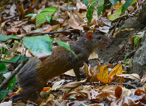 Central American agouti - Dasyprocta punctata Manuel Antonio NP, Costa Rica. Central American agouti,Costa Rica,Dasyprocta punctata,Geotagged,Spring