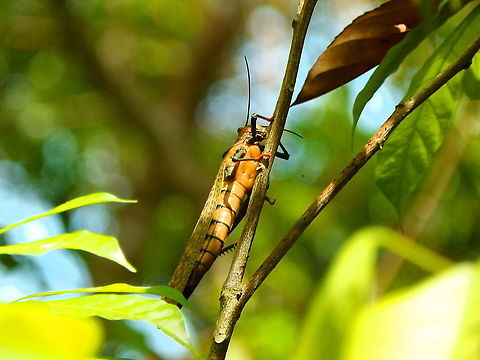Tropidacris cristata Manuel Antonio NP, Costa Rica. Costa Rica,Geotagged,Spring,Tropidacris cristata