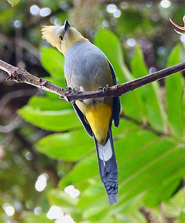 long-tailed silky-flycatcher  - Ptilogonys caudatus Cerro de Las Vueltas, Costa Rica. Costa Rica,Geotagged,Long-tailed silky-flycatcher,Ptiliogonys caudatus,Spring