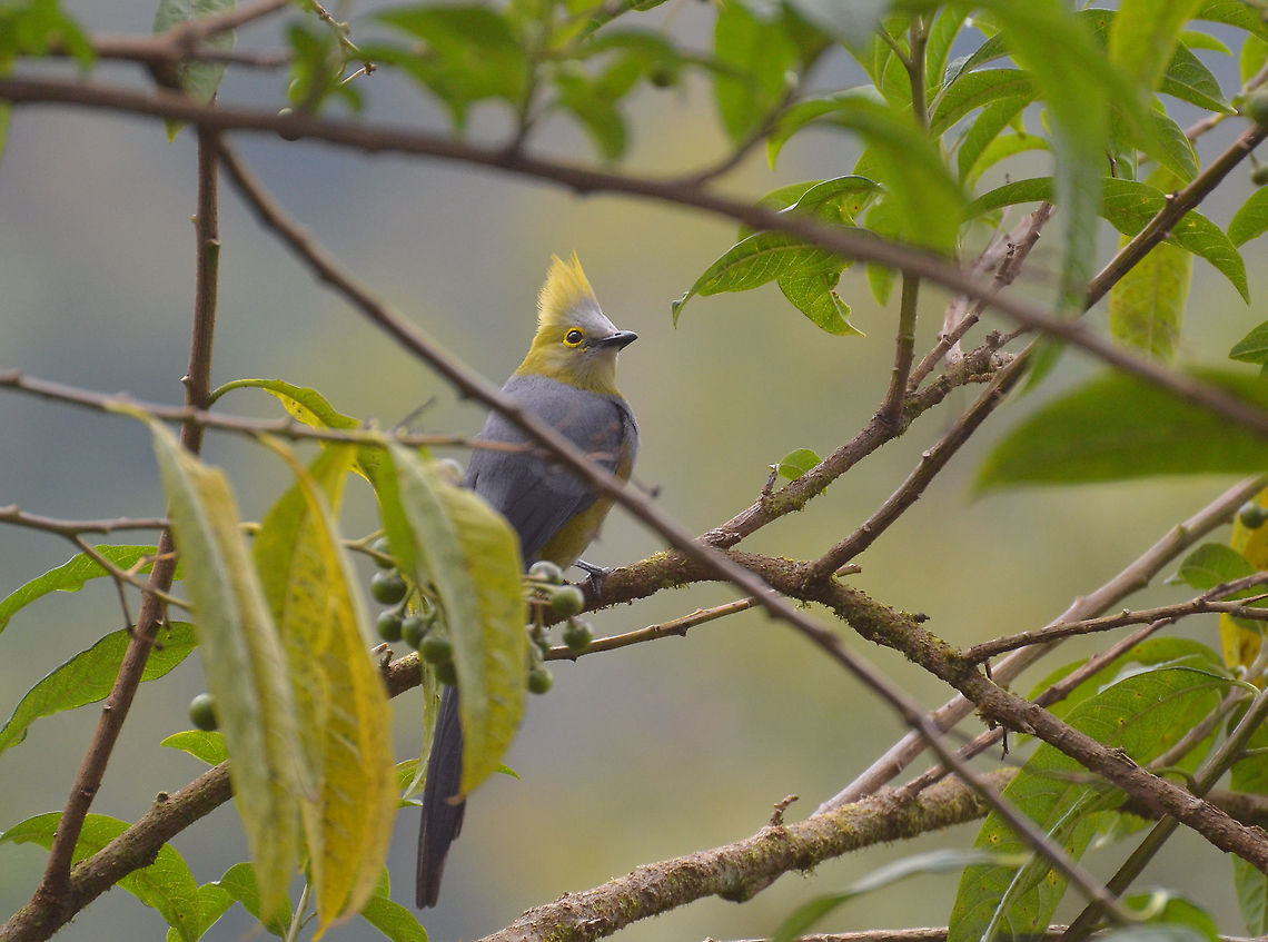 Long-tailed silky-flycatcher - Ptilogonys caudatus Cerro de Las Vueltas, Costa Rica. Costa Rica,Geotagged,Long-tailed silky-flycatcher,Ptiliogonys caudatus,Spring