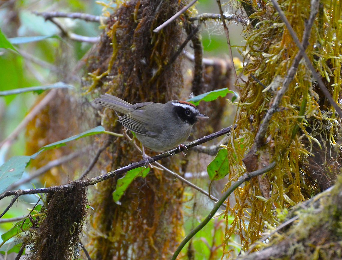 ,Black-cheeked warbler - Basileuterus melanogenys Cerro de Las Vueltas, Costa Rica. Basileuterus melanogenys,Black-cheeked warbler,Costa Rica,Geotagged,Spring