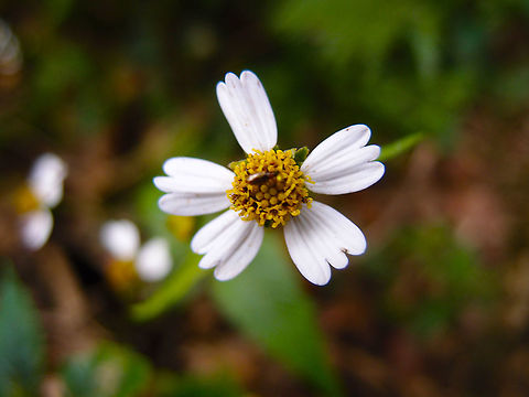 Cobblers pegs - Bidens pilosa Cerro de Las Vueltas, Costa Rica. Bidens pilosa,Costa Rica,Geotagged,Spring