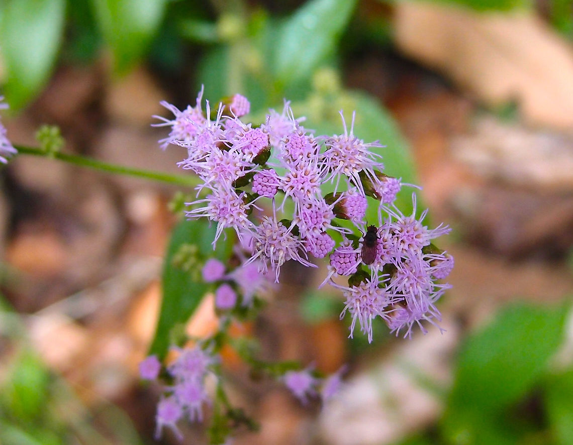 Billygoat-weed - Ageratum conyzoides Cerro de Las Vueltas, Costa Rica. Ageratum conyzoides,Billygoat-weed,Costa Rica,Geotagged,Spring